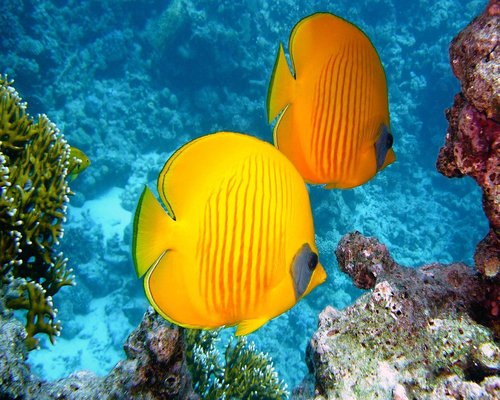 Colourful digital reef in the fictional Coral Spectrum Quest mobile game